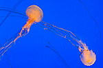 76: 024474-jellyfish.jpg