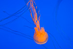 77: 024486-jellyfish.jpg