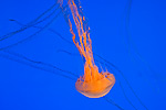 79: 024488-jellyfish.jpg