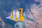 83: 024497-yellow-white-striped-fish.jpg