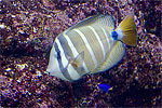 90: 024512-yellow-gray-white-striped-fish.jpg