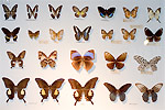 103: 024557-butterflies.jpg