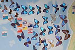 106: 024562-butterflies.jpg