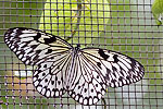 109: 024571-butterfly.jpg