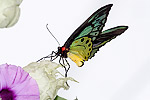 113: 024581-colorful-butterfly.jpg