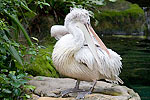 147: 024677-pelican.jpg