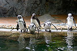 151: 024699-penguins.jpg