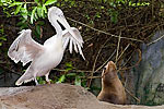 154: 024705-pelican-and-sealion.jpg