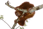 163: 024737-monkey-on-tree.jpg