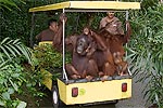 164: 024743-monkeys-in-car.jpg