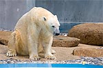 166: 024745-polar-bear.jpg
