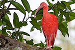 171: 024774-scarlet-ibis.jpg