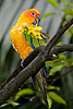 188: 024834-gaudy-parrot.jpg