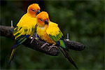 191: 024841-two-gaudy-parrots.jpg