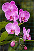 202: 024865-orchid.jpg