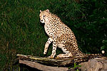 208: 024896-cheetah.jpg