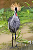 216: 024911-grey-crowned-crane.jpg