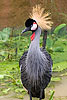 217: 024912-grey-crowned-crane.jpg