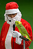 224: 024956-speaking-parrot-Santa-Claus.jpg