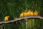 242: 025016-yellow-parrots.jpg