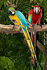 244: 025019-gaudy-parrots.jpg