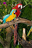 245: 025021-gaudy-parrots.jpg