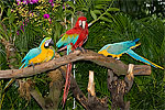 246: 025025-gaudy-parrots.jpg