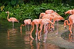 248: 025031-flamingos.jpg