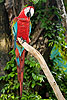 255: 025045-red-gaudy-parrot.jpg