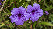 15: 803261-purple-flowers.jpg
