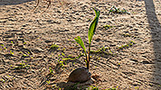 25: 803347-very-young-coconut-palm.jpg