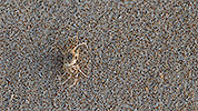 38: 803393-crab-in-the-sand.jpg