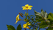 44: 803617-yellow-flowers.jpg