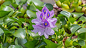54: 807094-water-lily.jpg