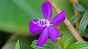 58: 807205-purple-flower.jpg