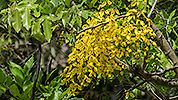 68: 808516-yellow-tree-flowers.jpg