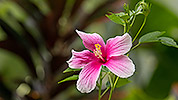 70: 808544-hibiscus.jpg