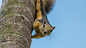 2: 803269-grey-squirrel-looks-down-from-palm-trunk.jpg