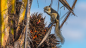 26: 803425-grey-squirrel-on-palm-eats-seed.jpg