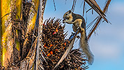 27: 803426-grey-squirrel-on-palm-eats-seed.jpg
