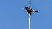 35: 803462-brown-throated-sunbird-female.jpg