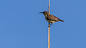 36: 803464-brown-throated-sunbird-female.jpg
