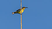 38: 803477-brown-throated-sunbird-female.jpg