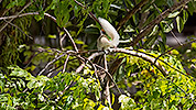 55: 803525-white-squirrel-on-the-tree.jpg