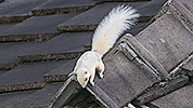 69: 803596-white-squirrel-on-roof.jpg