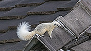 71: 803600-white-squirrel-on-roof.jpg