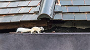 72: 803601-white-squirrel-on-roof.jpg