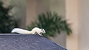 73: 803604-white-squirrel-on-roof.jpg