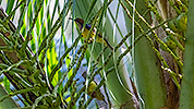 78: 803630-brown-throated-sunbird-male+female.jpg