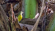 81: 803635-brown-throated-sunbird-female.jpg